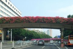 天橋景觀新亮點：玻璃鋼花盆點綴城市之美