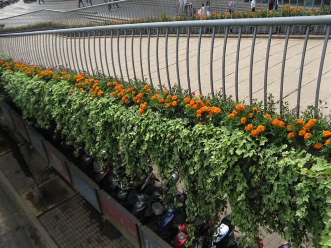天橋花盆