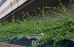 高架玻璃鋼花盆——兼具蓄水和排水功能